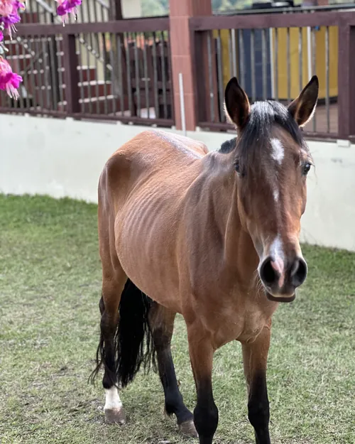Caballo alazán suelto en el prado de La Amalita, junto a la baranda del kiosco