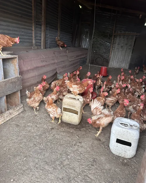 Gallinas ponedoras alrededor de los comederos en el galpón