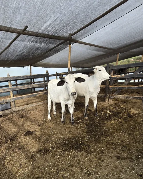 Dos reses blancas y negras mirando a la cámara en el corral techado de la finca